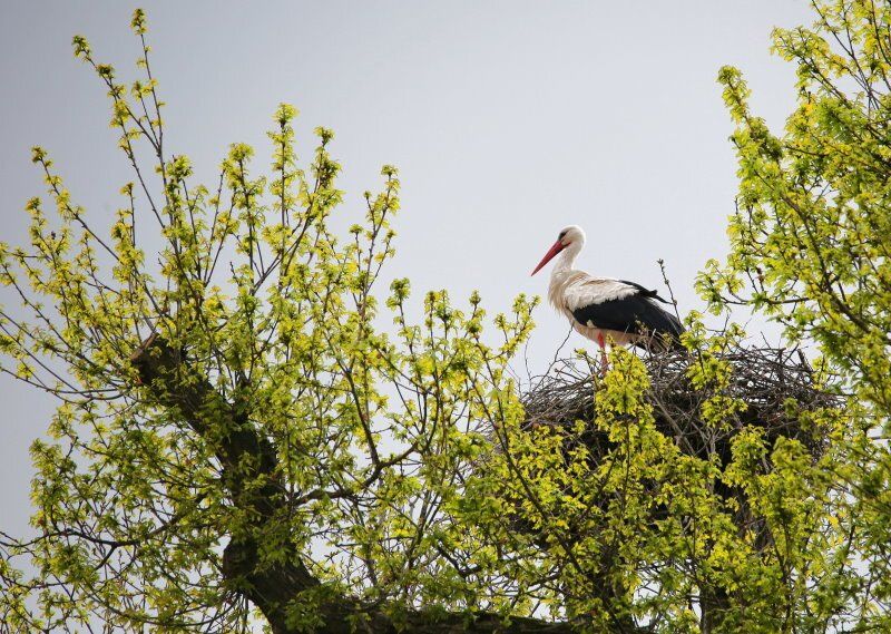 Sensation, Storch in Bliedersdorf