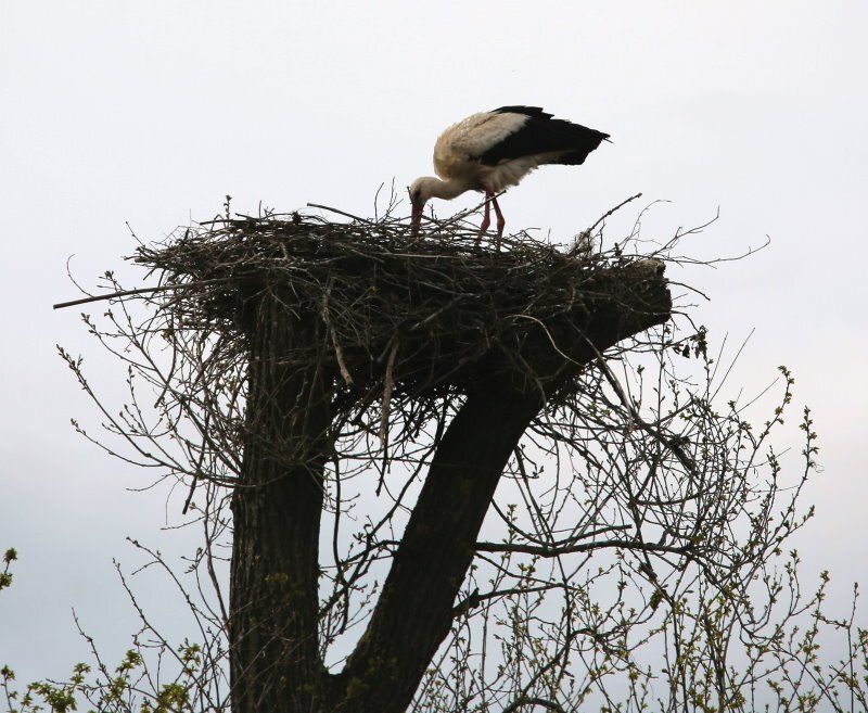 Noch immer allein: Storch in Bliedersdorf
