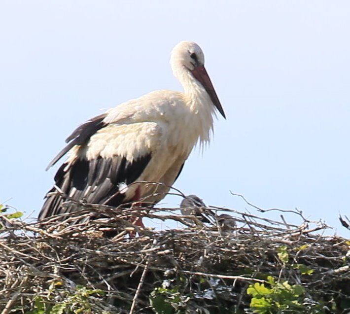 Zwei Jungstörche im Nest in Bliedersdorf