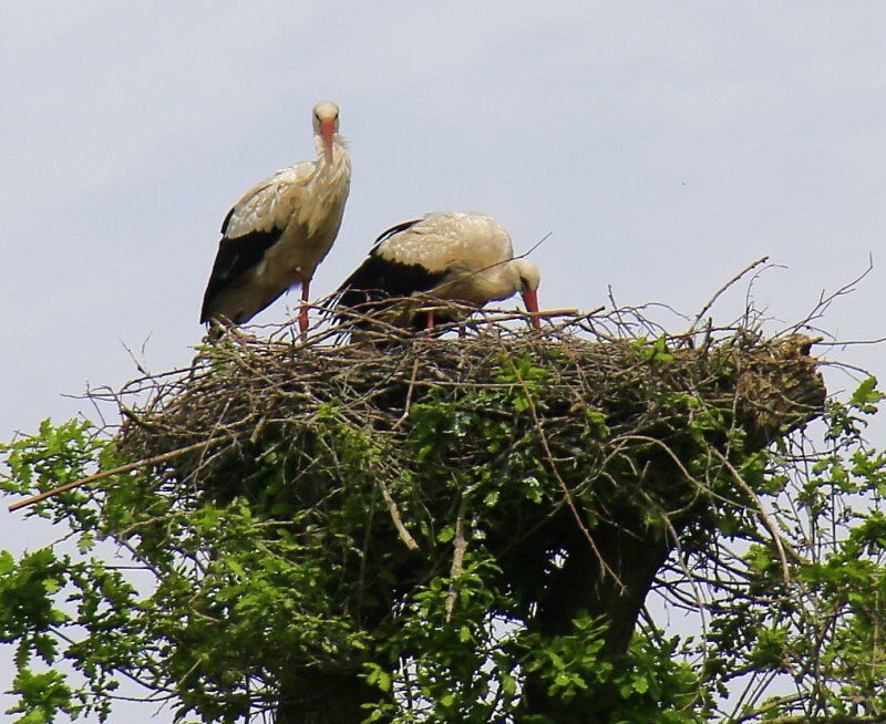 Störche in Bliedersdorf mit Nachwuchs?