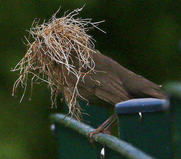Bliedersdorf Lahmsbeck-Siedlung - möglicherweise etwas überladen!? Man kann´s auch übertreiben!