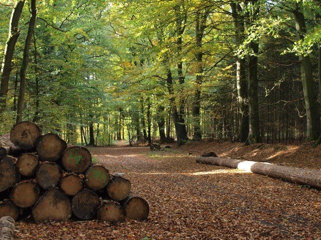 Wald um Bliedersdorf