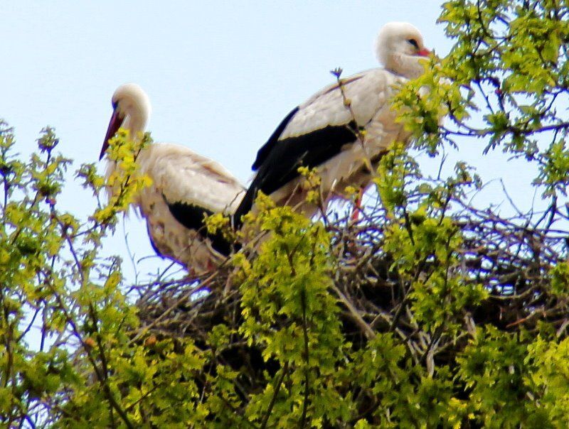 Bliedersdorfer Storch hat Partnerin