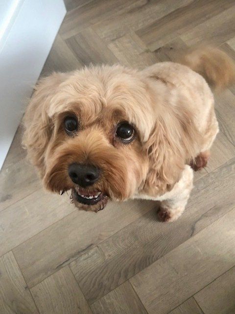 cavapoo on an armchair