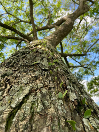 Plan de manejo de aprovechamiento forestal PAF