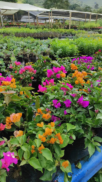 Un ramo de flores crece en macetas en un jardín.