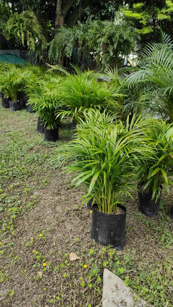 Una hilera de plantas en macetas sobre un exuberante campo verde.