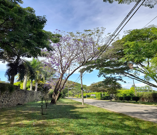 Un árbol con flores moradas está en el medio de un parque al lado de una carretera.