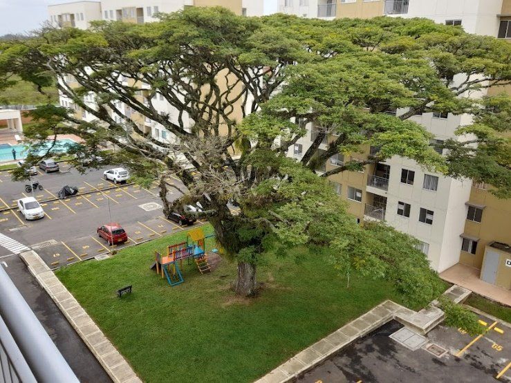 Un árbol grande está en el medio de un parque frente a un edificio.