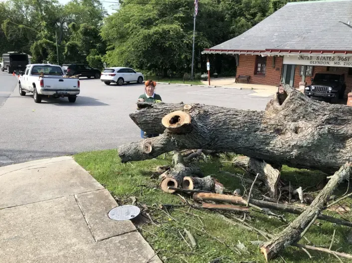 A person stands by a large felled tree on a grassy area, near a road and building.