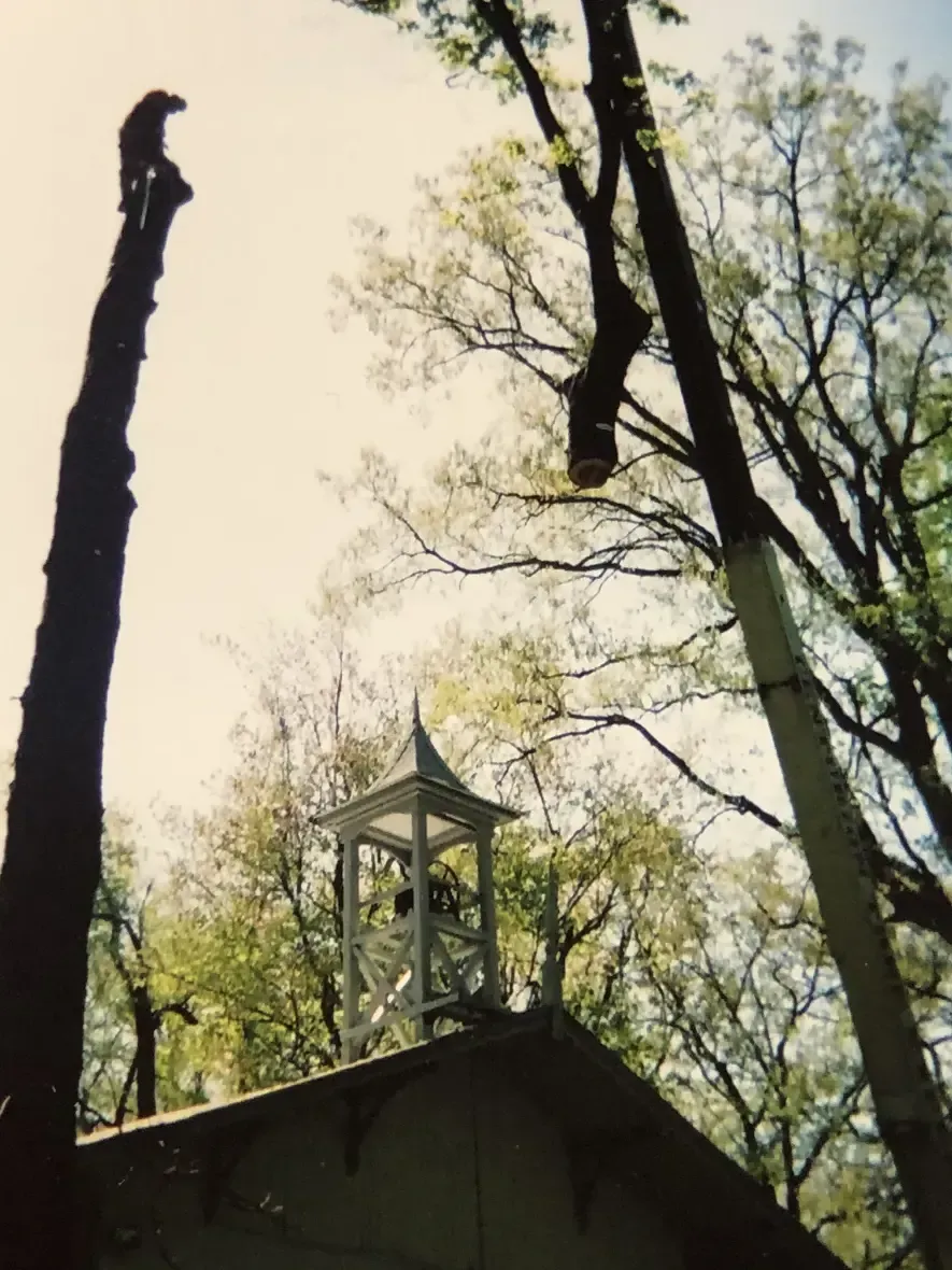 Arborist atop a tall tree limb, trimming branches near a white building's steeple. Bright sunlight.