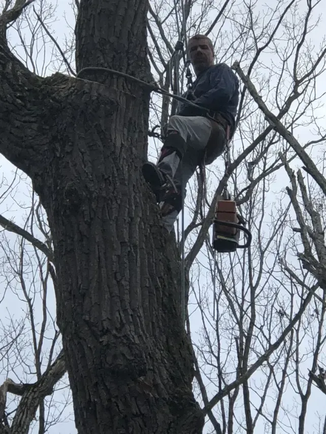 Man in tree with chainsaw, secured by a harness. Outdoor setting, cloudy sky.