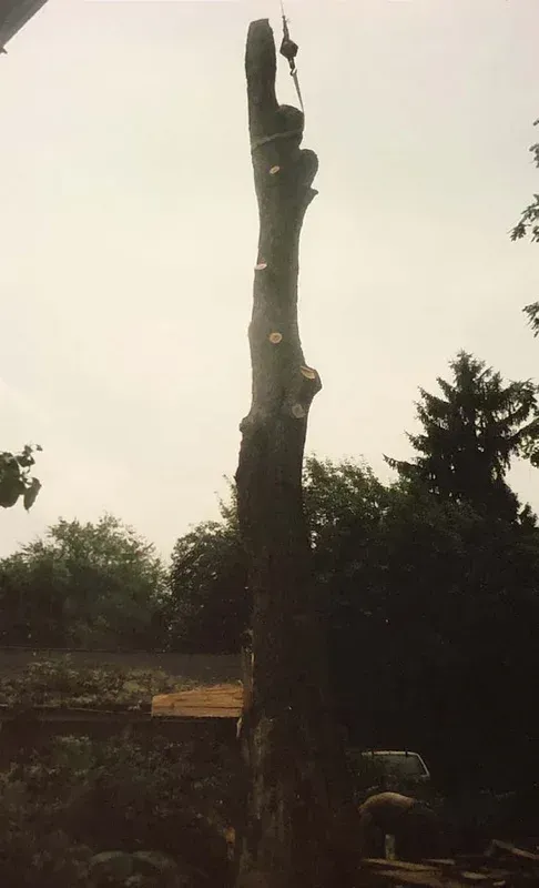 A tall, mostly bare tree trunk with cut branches against a cloudy sky, likely being removed.