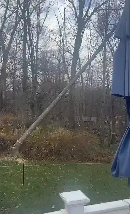 Tree trunk being cut with a chainsaw, set against a wooded background. Green grass and a deck are in view.