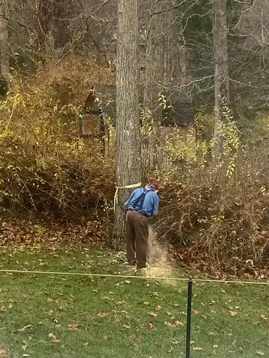 Person using a chainsaw to cut down a tree. Outdoors, brown pants, suspenders, and yellow caution tape.