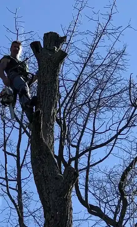 Man on a tall tree cutting branches with a chainsaw. Clear, sunny sky.