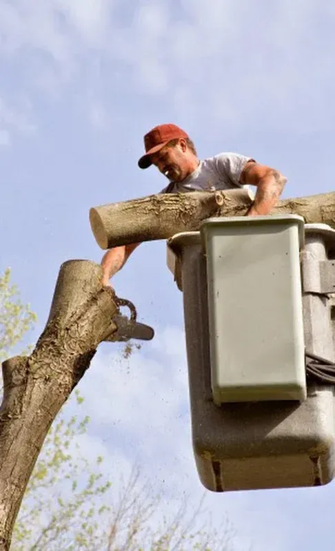 Man in bucket truck trimming tree with saw; blue sky background.