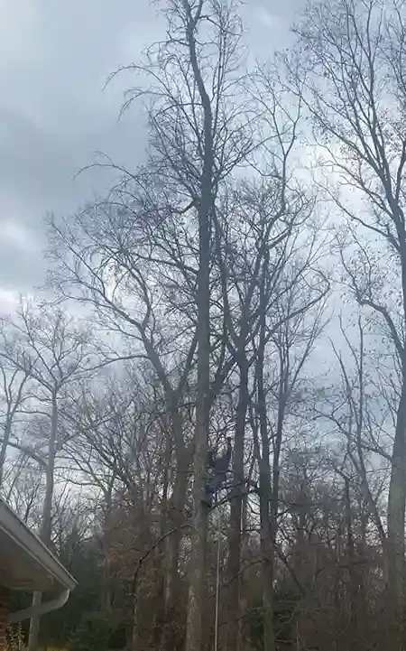 Tall bare trees with a person climbing one; cloudy sky above.