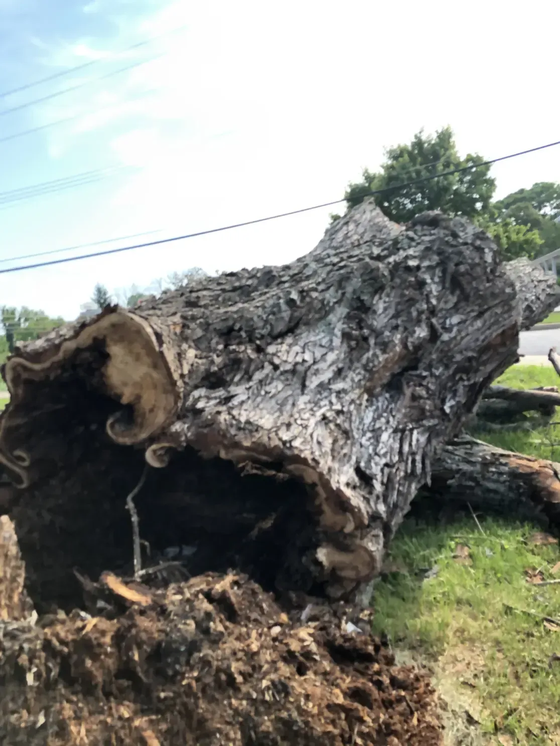 Fallen tree trunk on grass, showing decay and fungus growth, with power lines in the background.