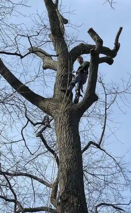 A tree climber wearing safety gear is pruning branches high up in a bare tree against a light blue sky.