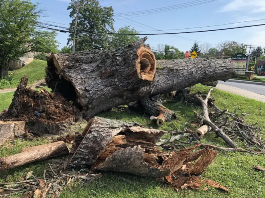 Fallen tree trunk on green grass beside a road, with broken wood debris and a clear sky.