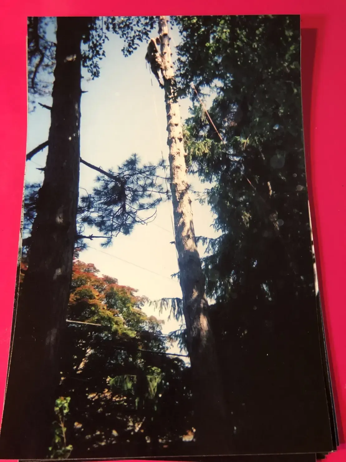 Tall trees reach towards a blue sky; a dead tree trunk is centered between them.