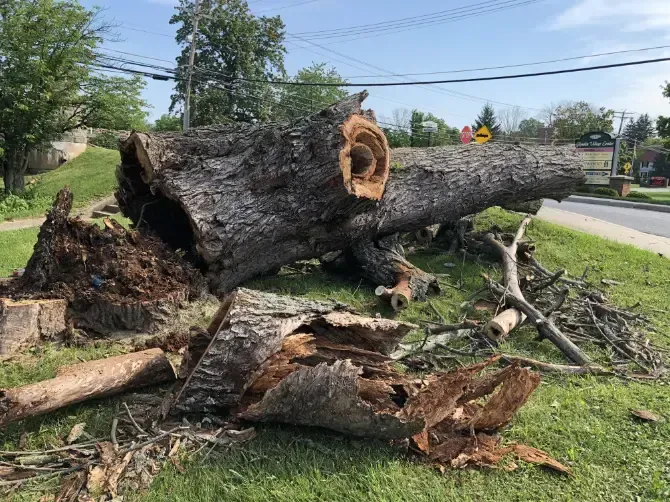 Fallen tree trunk and debris on a grassy roadside next to a street, under a clear sky.