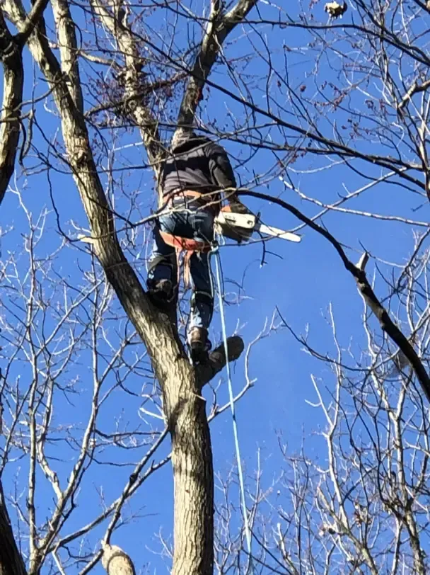 Arborist in a tree, using a chainsaw, with safety harness, under a clear blue sky.