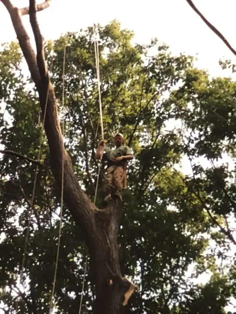 A tree worker in a tree, using ropes and equipment to trim branches in a sunny environment.
