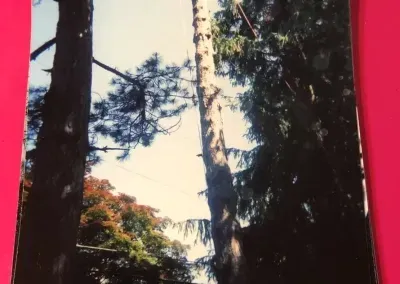 Tall trees against a bright sky; one tree is partially cut, other trees are in the background.
