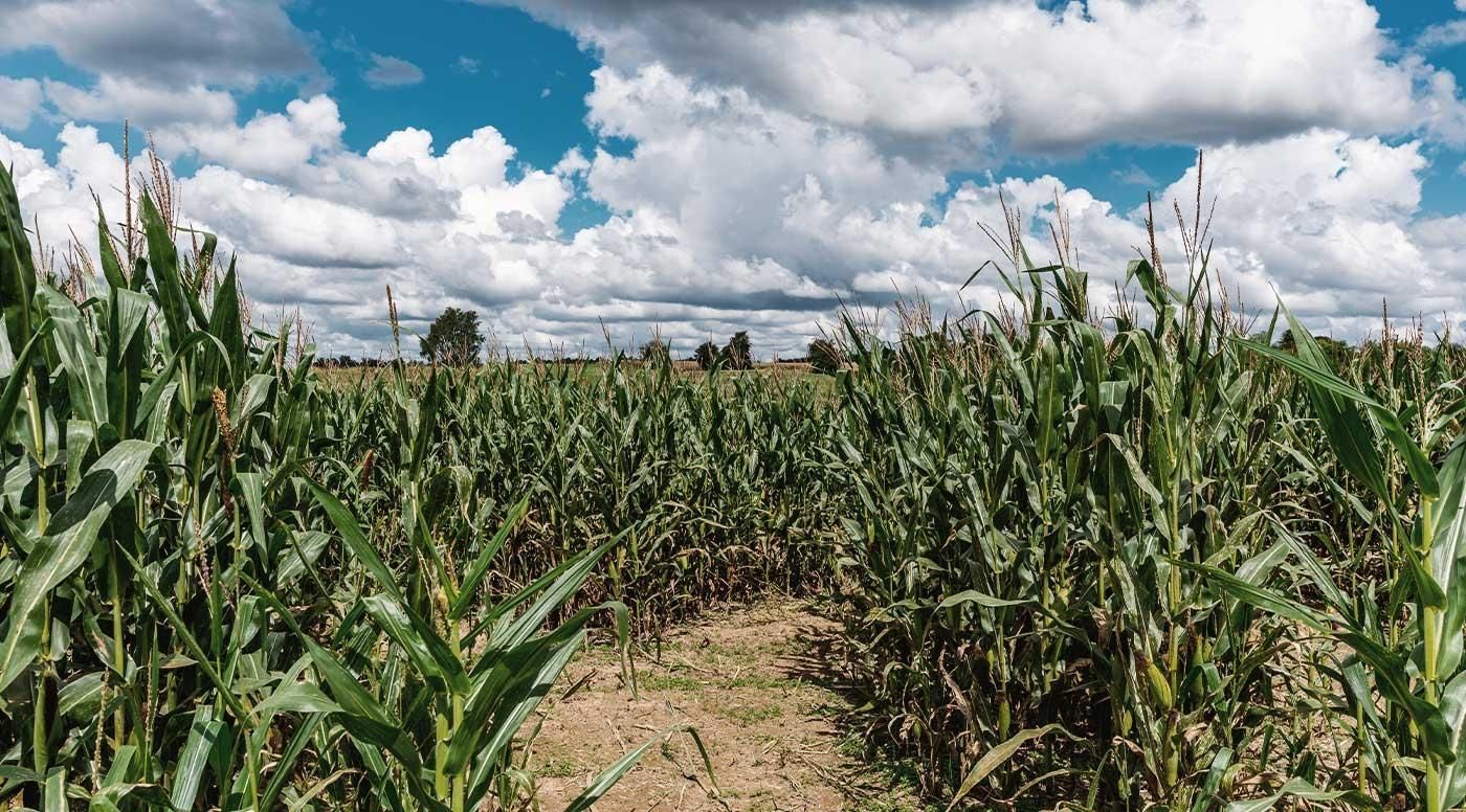 A corn field being grown to create bourbon.