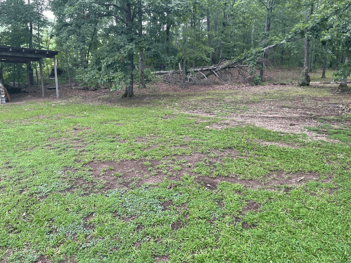 Grassy yard with a pergola, trees, and a pile of fallen branches in a wooded area.