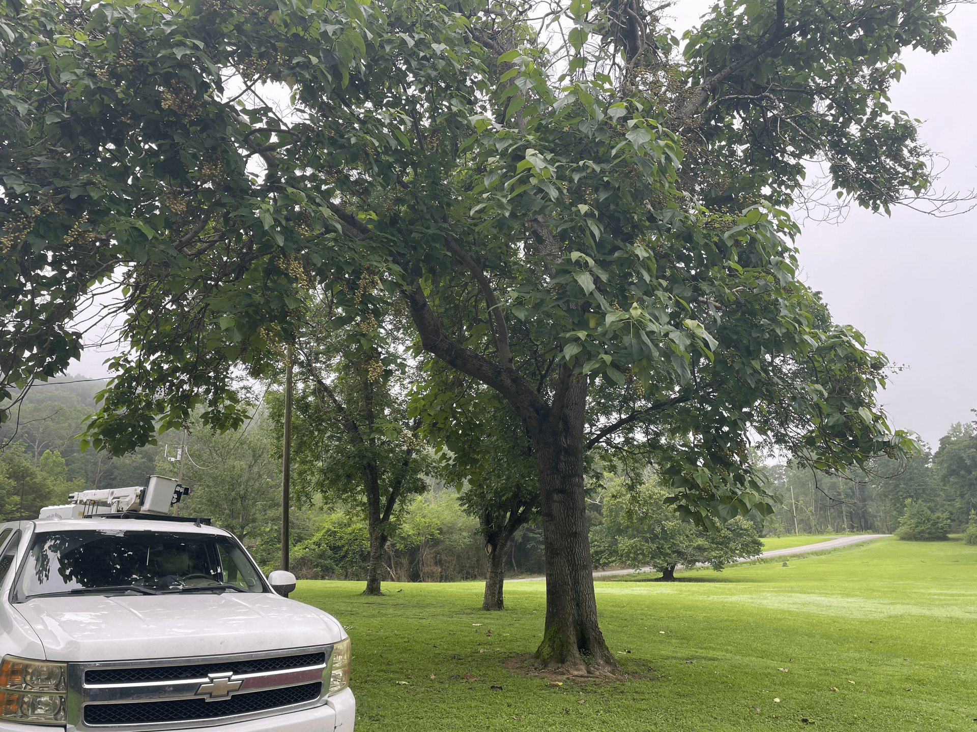 A white truck parked under a large tree in a grassy area. Rain falling.