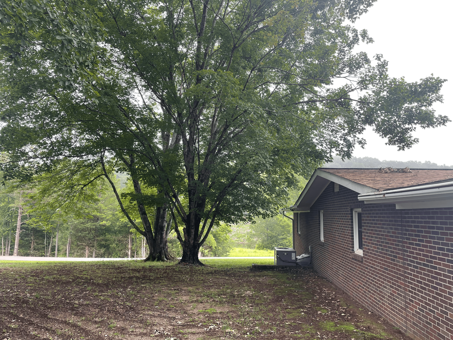Brick building next to a large tree in a grassy yard. Overcast day.