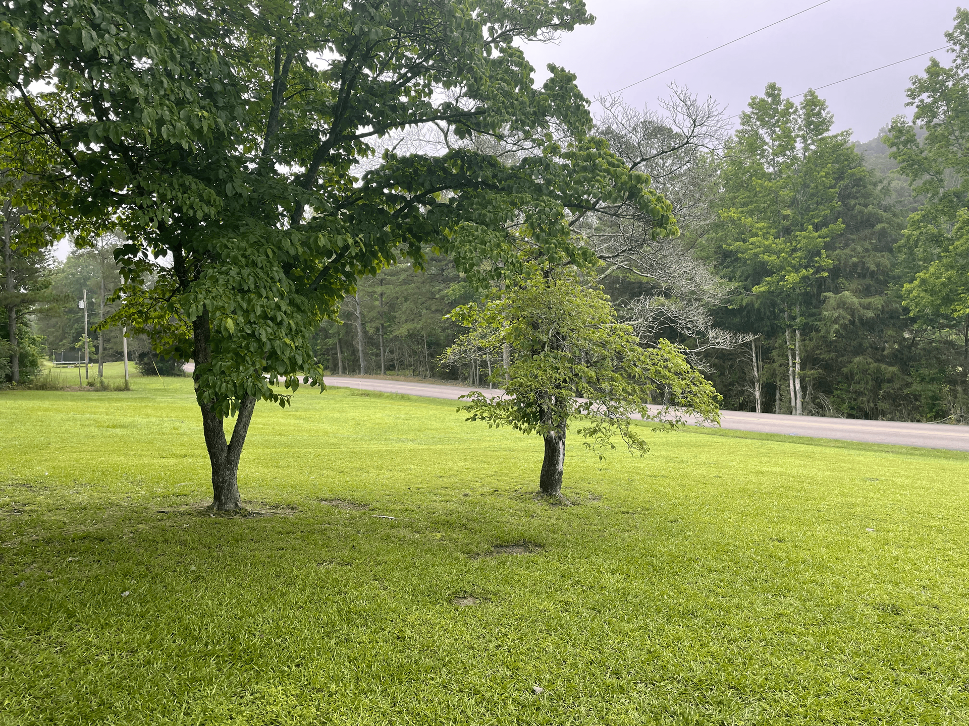 Green lawn with trees bordering a road, overcast sky.