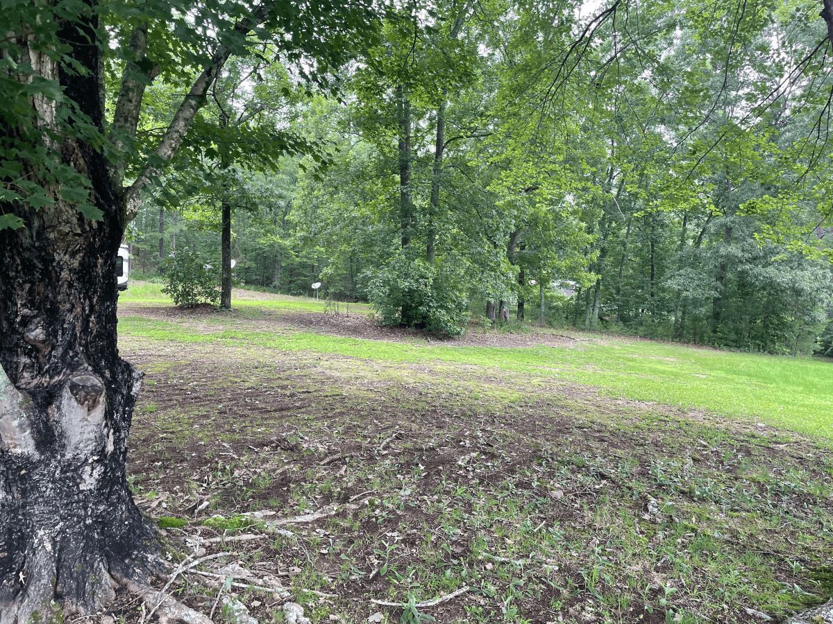 Grassy clearing with trees in the background on a cloudy day. A tree trunk dominates the left side.
