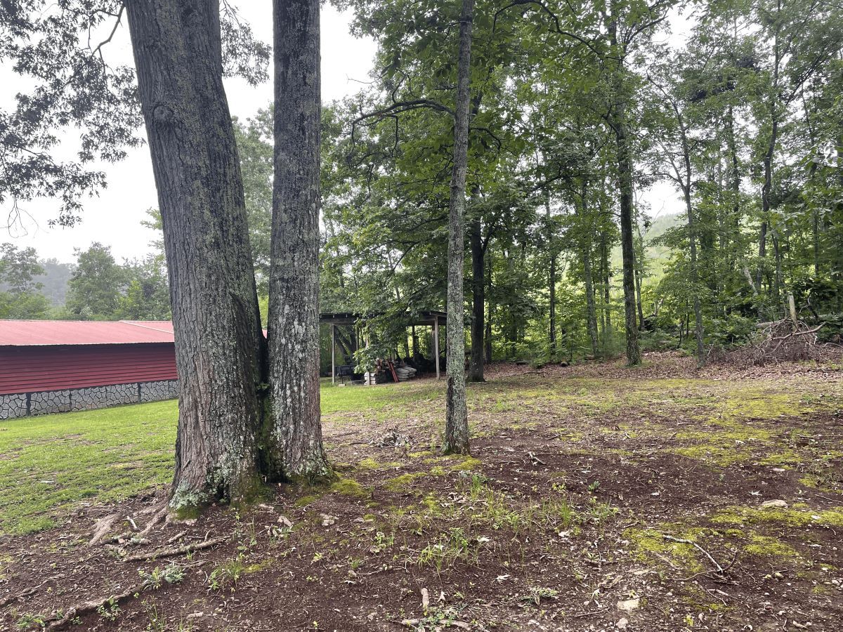 Trees in a wooded area with a red-roofed building and a clearing in the background.