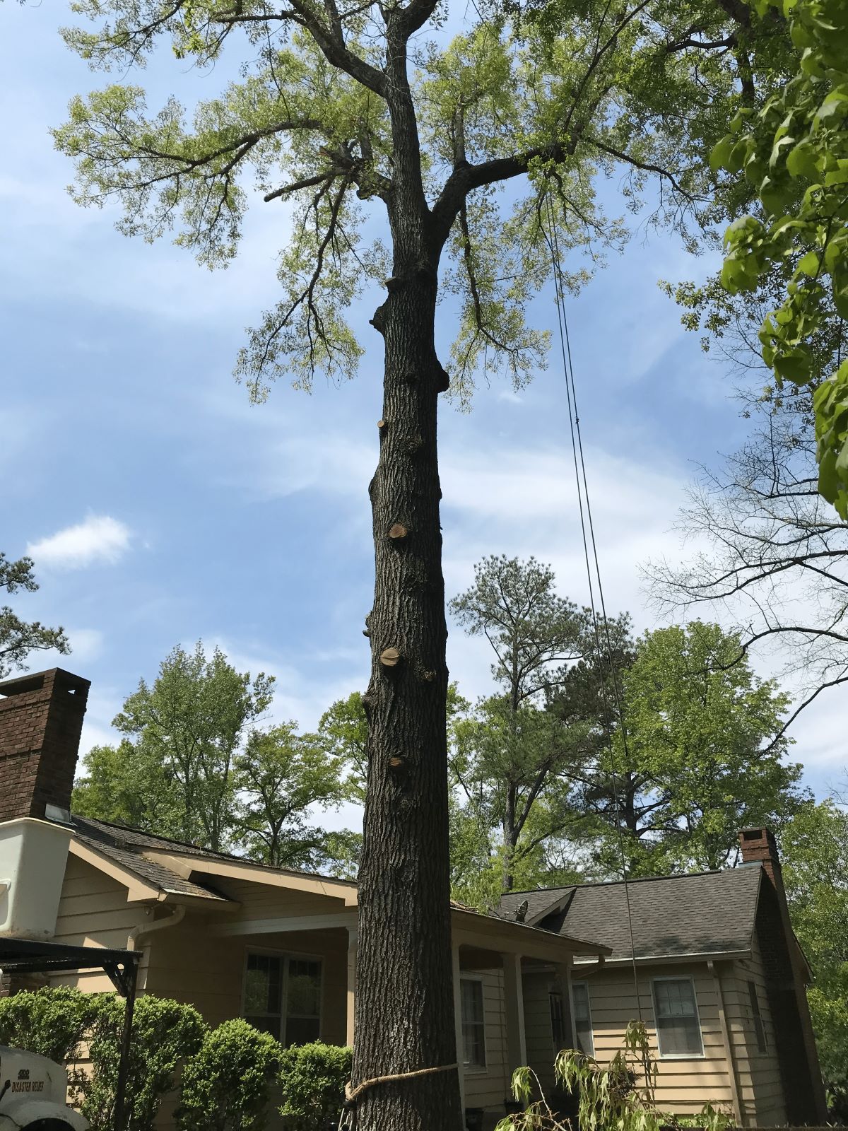 Tall tree next to a house being trimmed by a bucket lift, with blue sky in the background.
