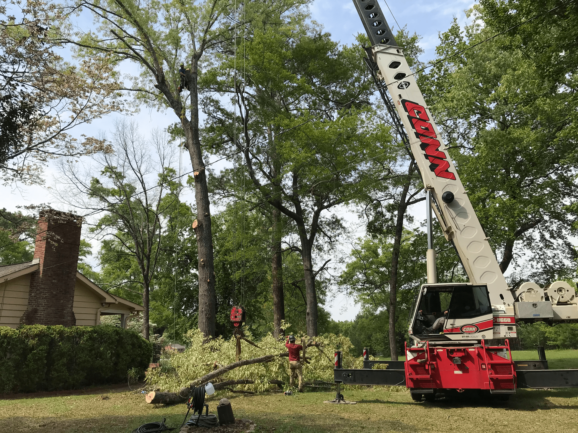 Tree being trimmed with a crane near a house.  Green trees, red crane, green grass, sunny day.
