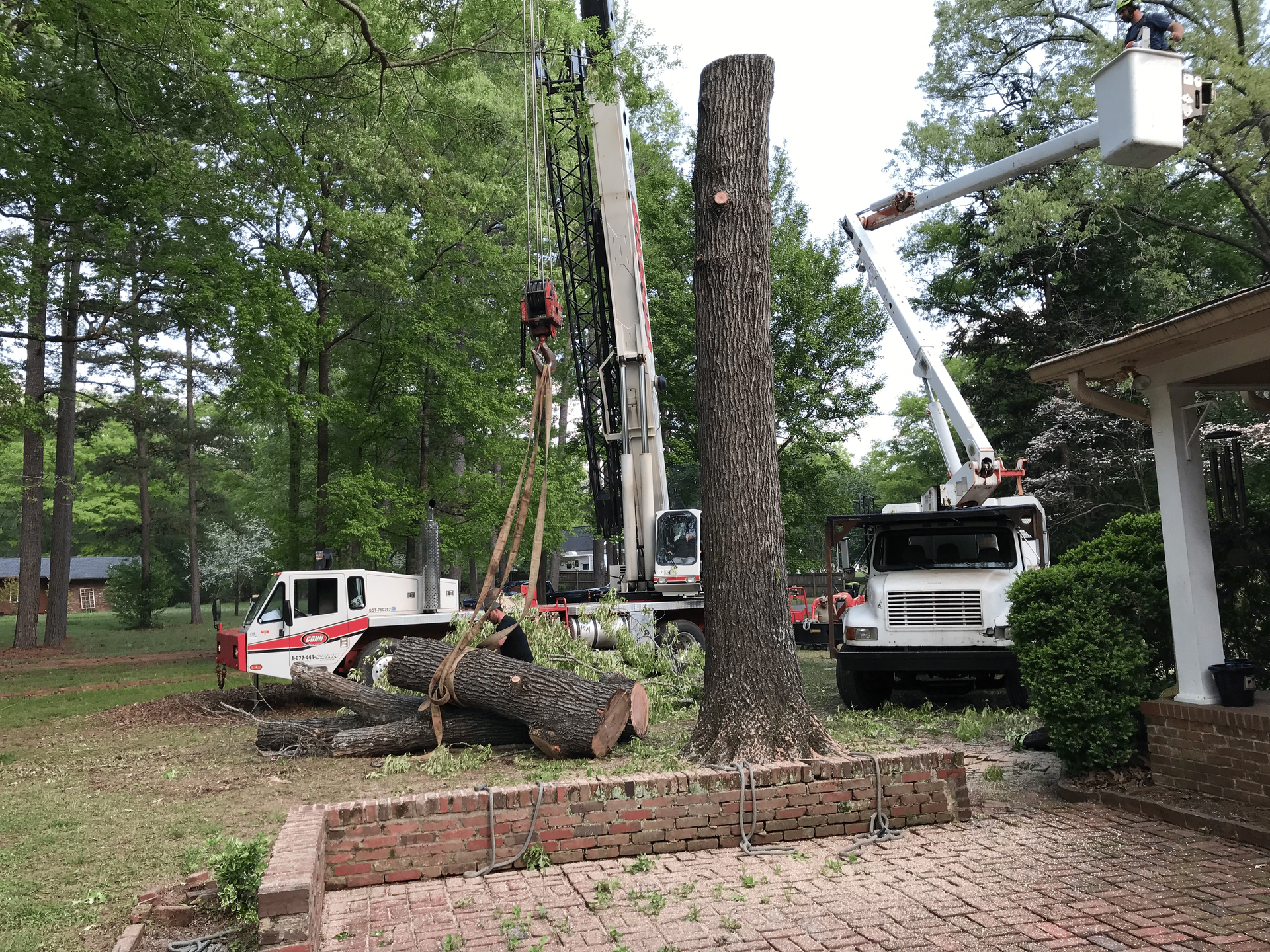 Tree removal: crane, bucket truck, and workers cutting a large tree in a residential yard.