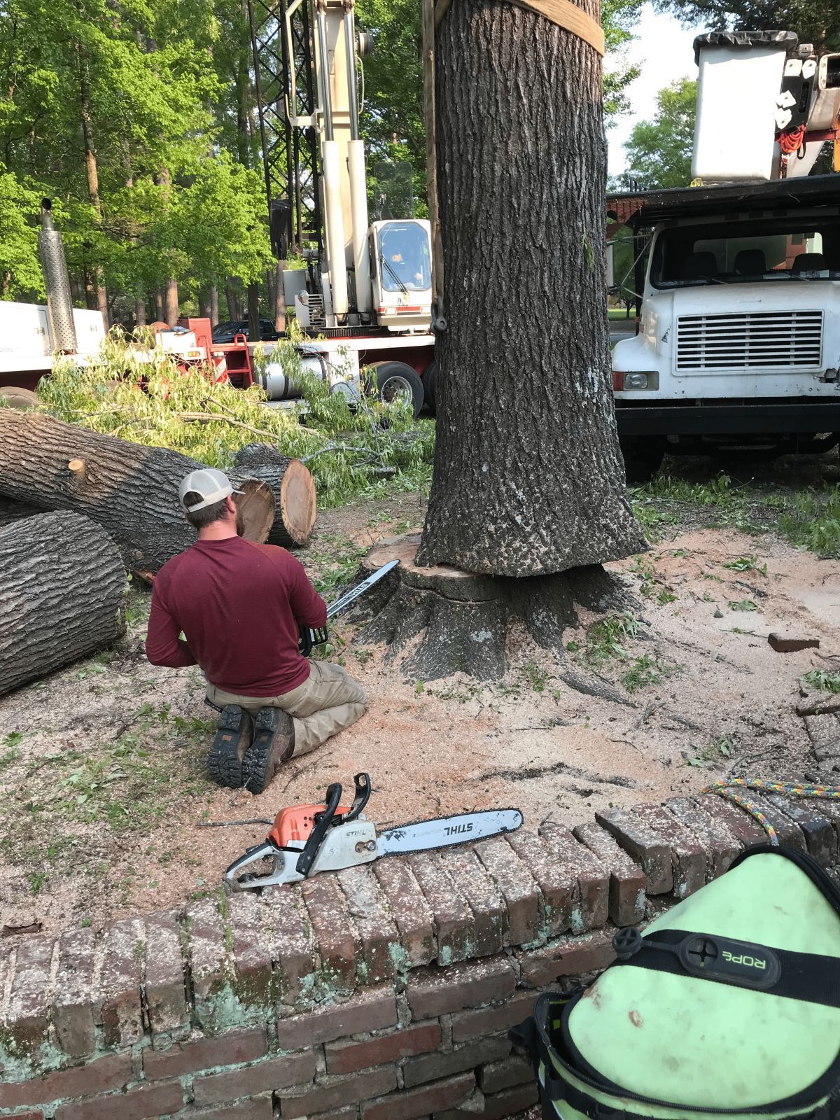 Man using a chainsaw to cut down a large tree. Sawdust, trucks, and debris are present in the yard.
