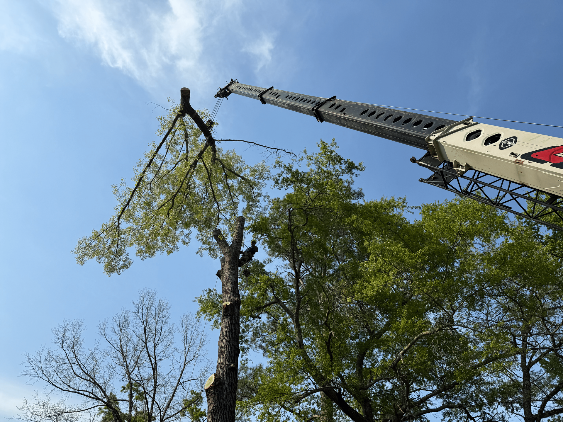 A crane trimming a tree on a sunny day.