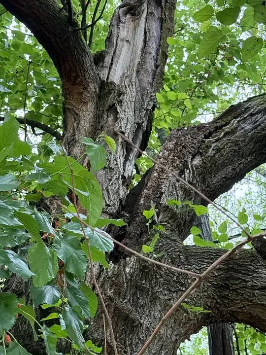Mature tree trunk with damaged bark and large branches, surrounded by green leaves.