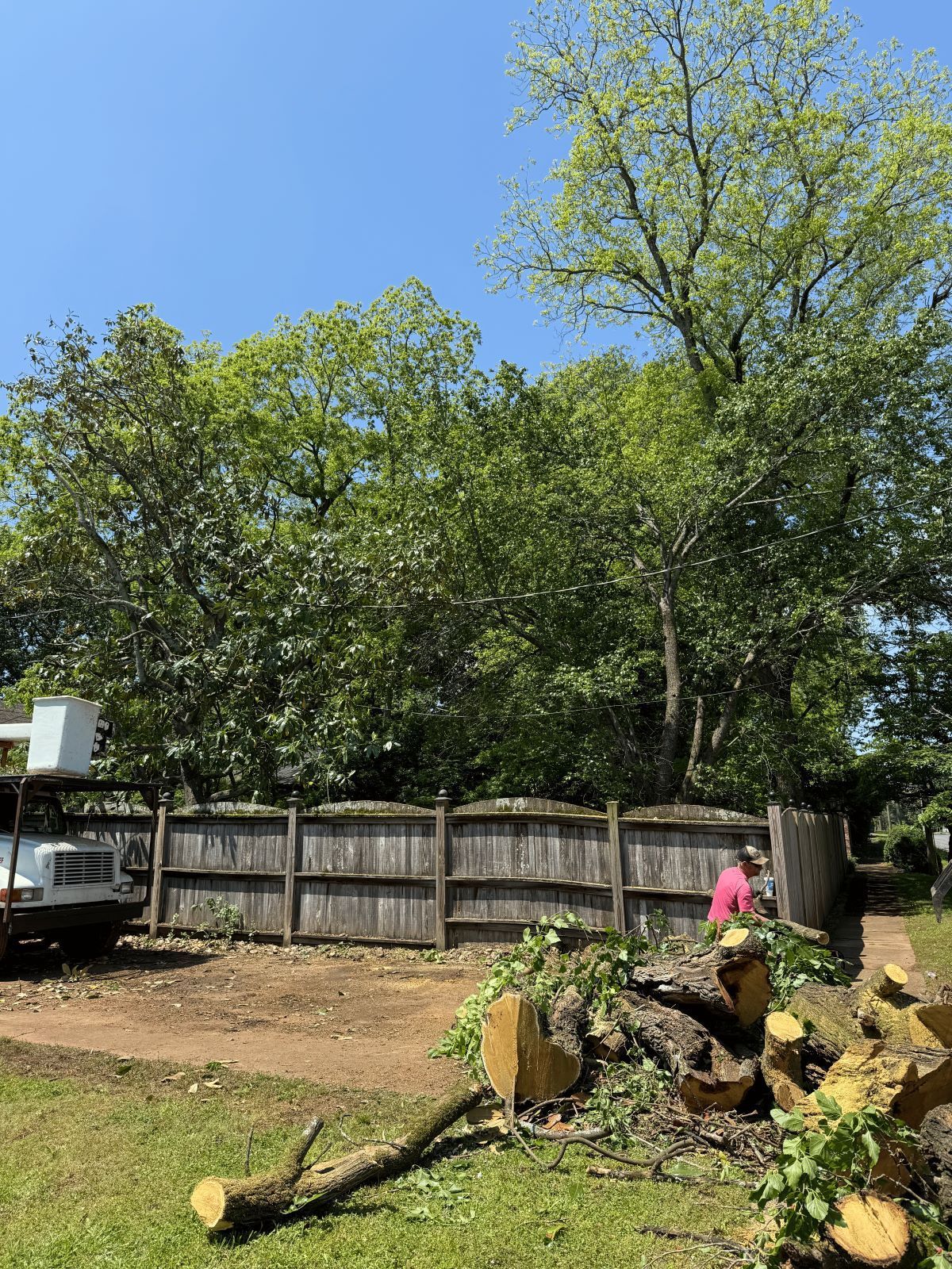 A person near a wooden fence, logs, and large trees against a blue sky.