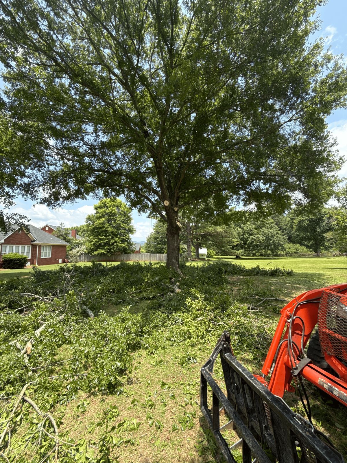 A large tree with cut branches in a grassy yard. A red tractor is in the foreground near a residential area.