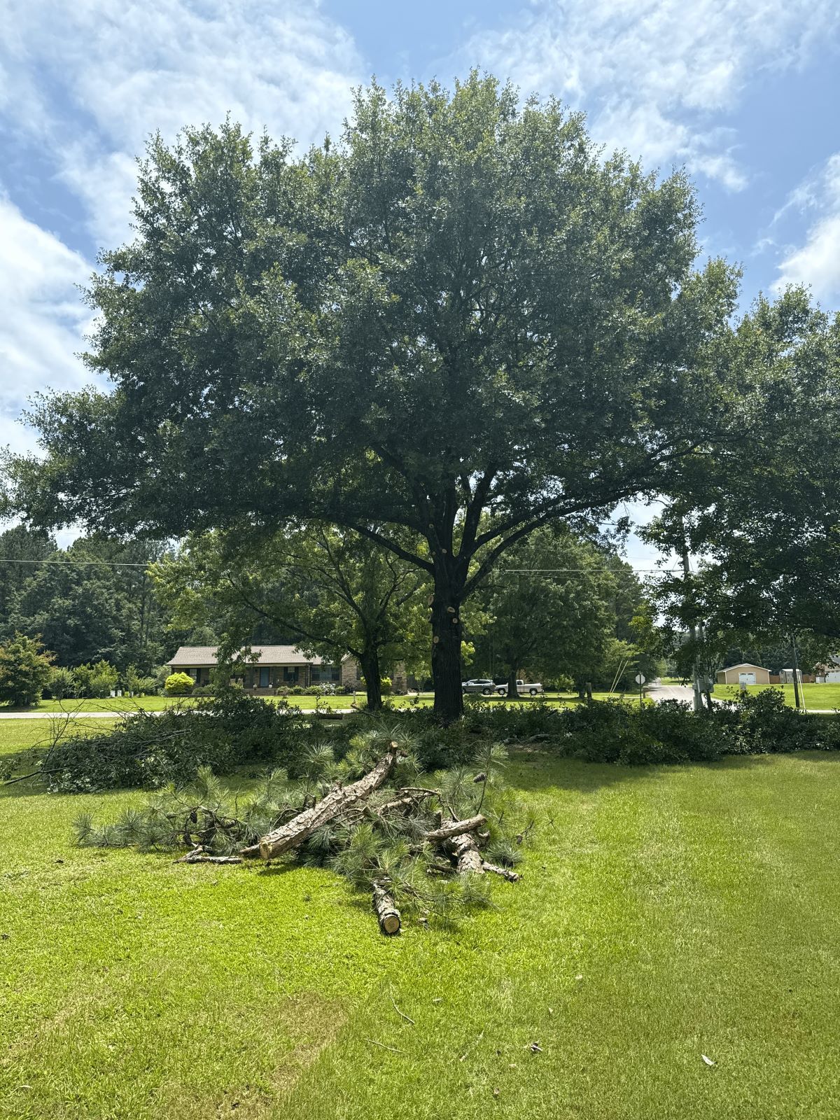 A large tree with cut branches in the grass in front of a house under a blue sky.