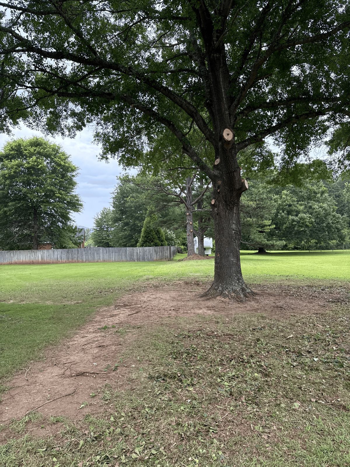 A tree in a grassy yard with a wooden fence, overcast sky.