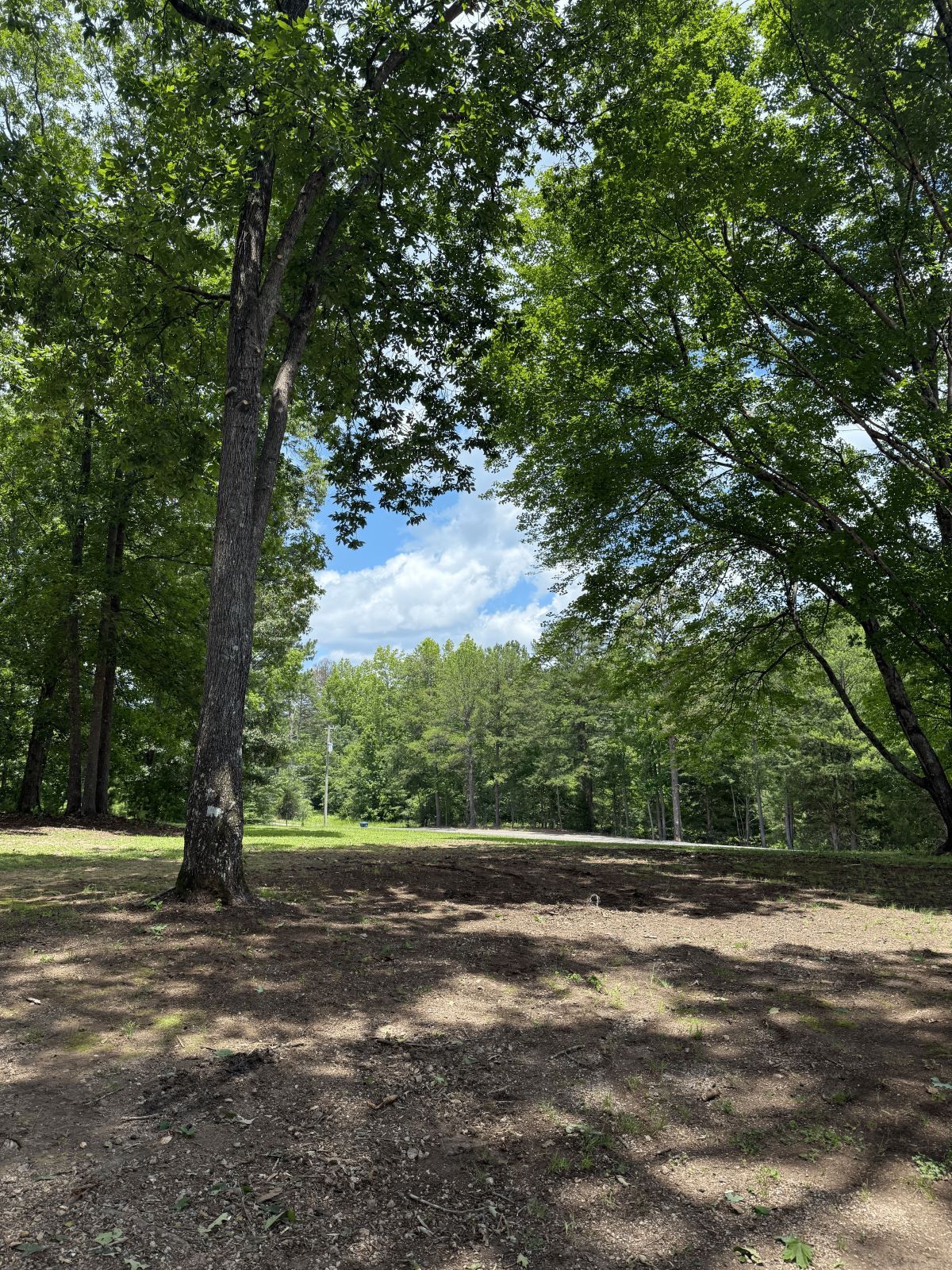 Clearing in a forest, trees frame a patch of earth with some blue sky peeking through.