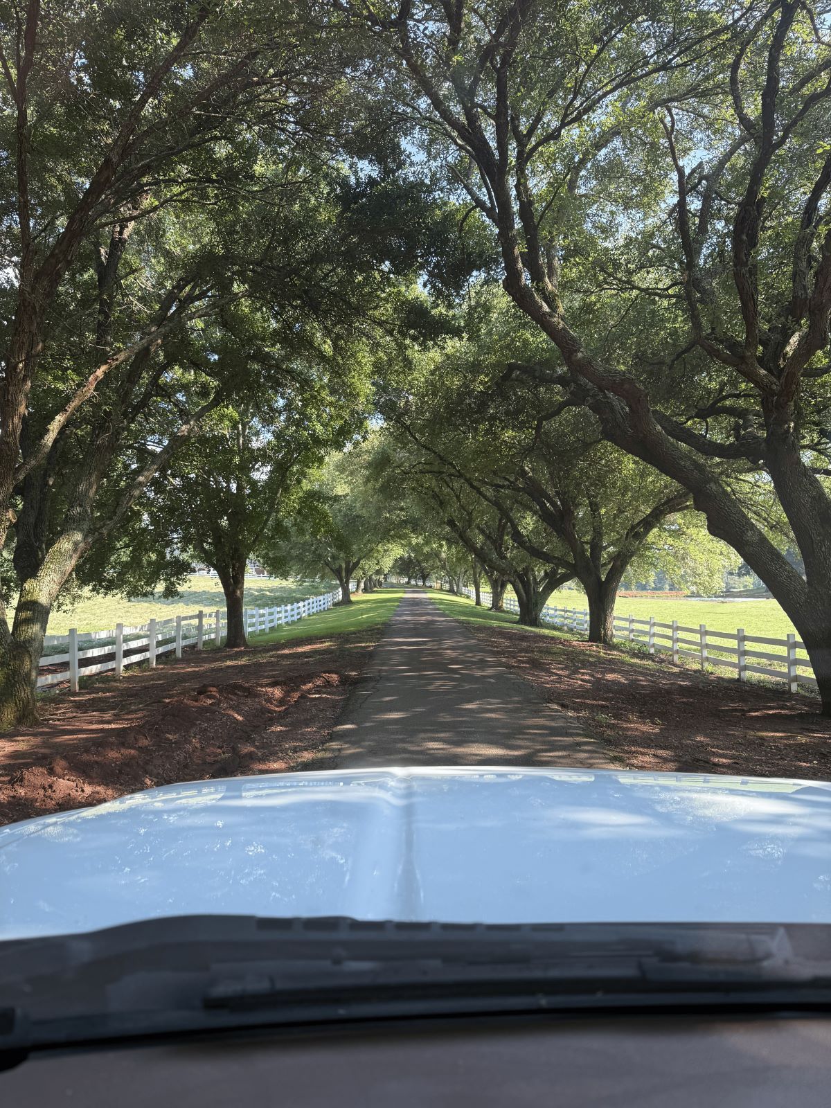 A long, tree-lined driveway with a white fence on either side, viewed from inside a white vehicle.