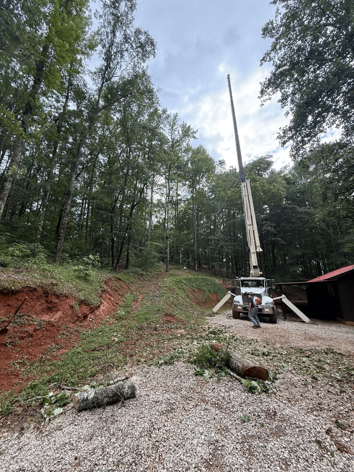 Crane cutting trees in a wooded area. The crane is white and a worker is visible. Overcast sky.